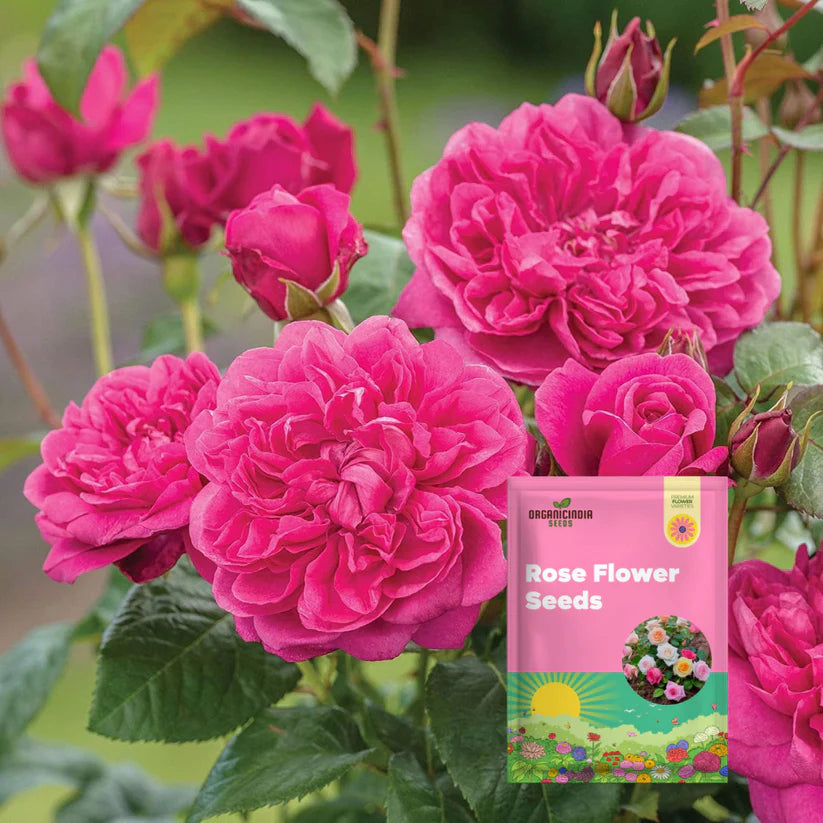 Hybrid Climbing Rose Flower Seeds + Free Growth Booster!