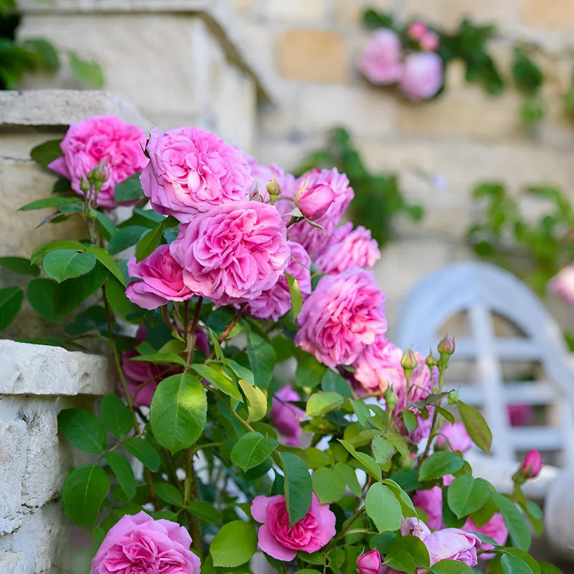 Hybrid Climbing Rose Flower Seeds + Free Growth Booster!