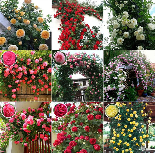 Hybrid Climbing Rose Flower Seeds + Free Growth Booster!