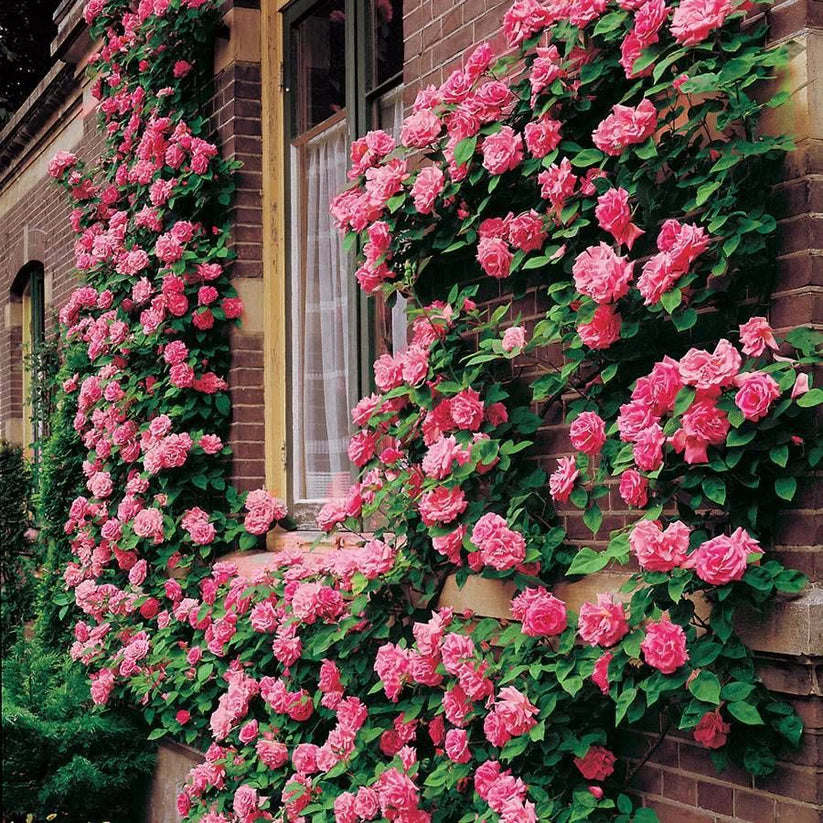 Hybrid Climbing Rose Flower Seeds + Free Growth Booster!